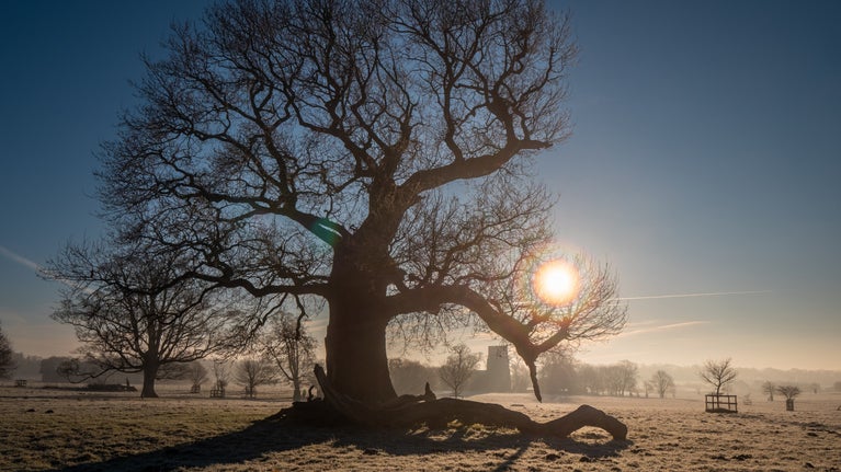 A bare tree in winter with the low winter sun behind it at Felbrigg Hall, Gardens and Estate, Norfolk